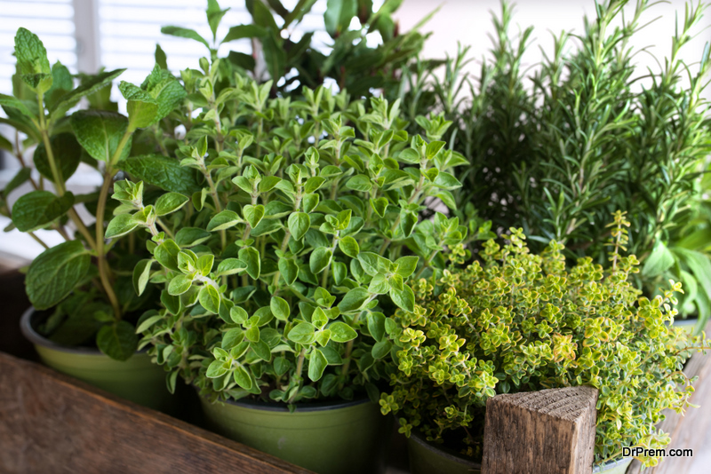 Grow an herb garden