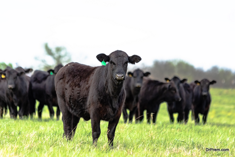 Black Angus herd