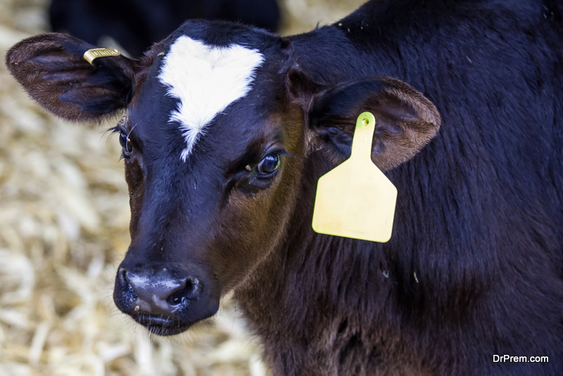 Cattle Tagging with RFID