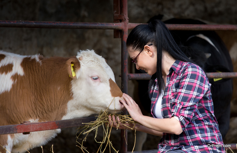 Farmer girl feeding heifers