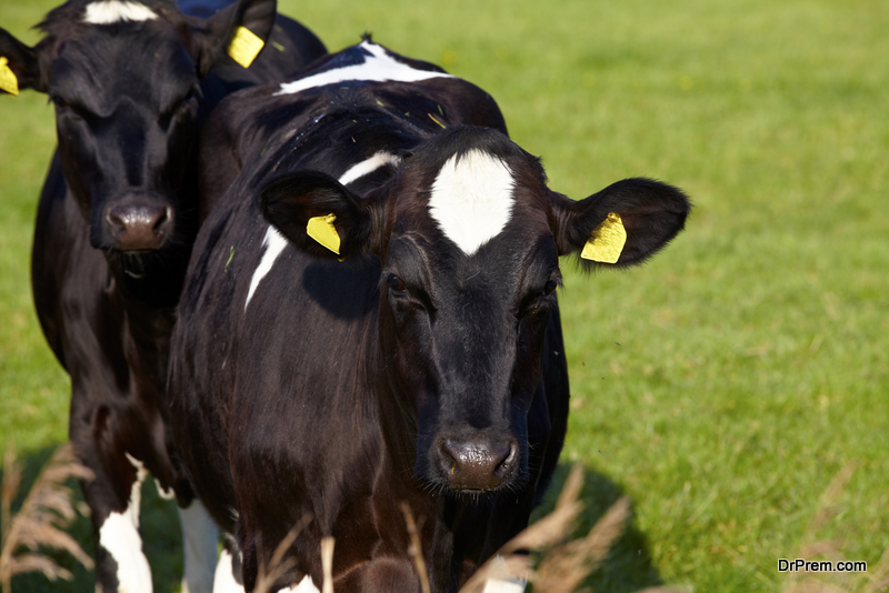 Two young cattle