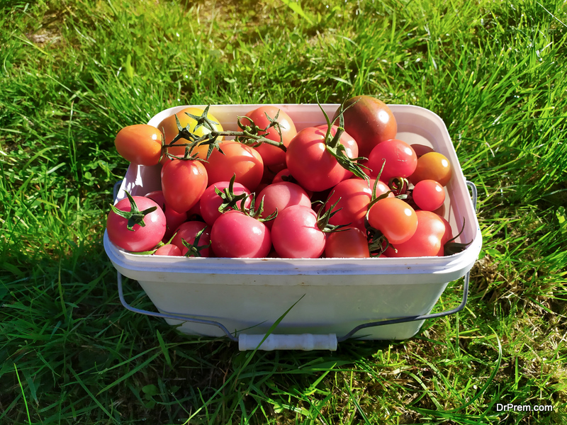 organic-tomatoes