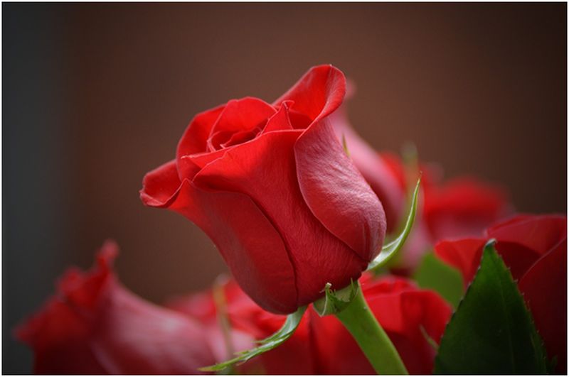 Best Valentine's Day Roses to Surprise Your Loved Ones