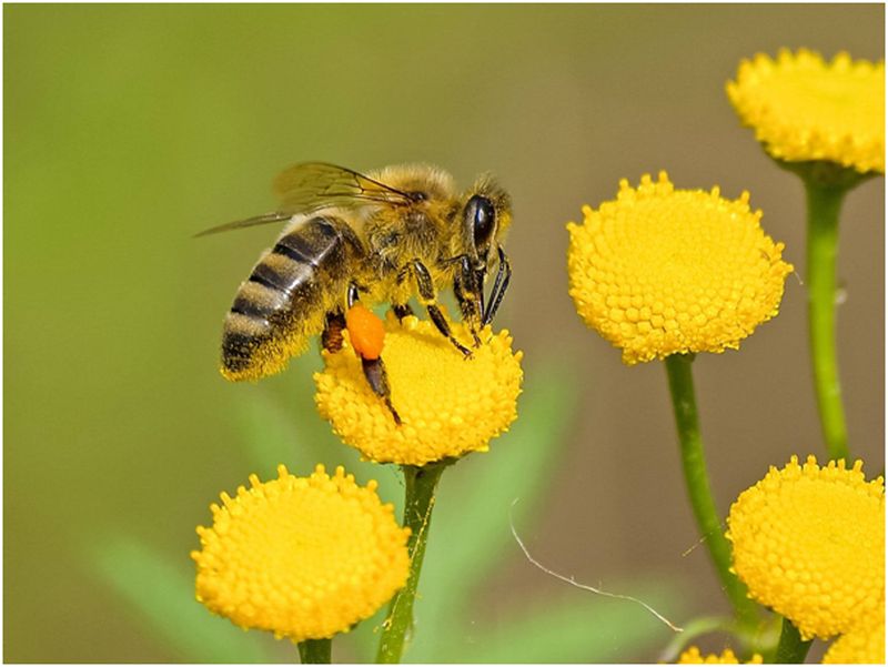 Pollination