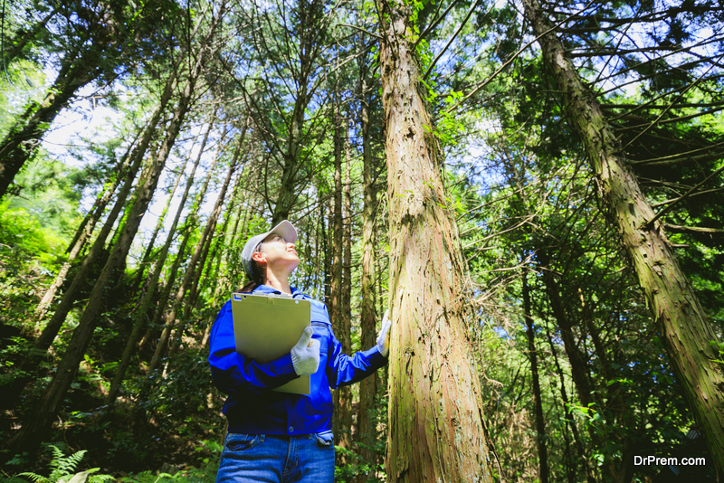 Asian women working with forestry