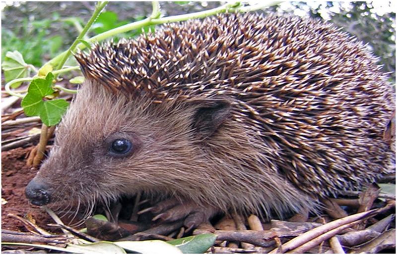 Hedgehog Habitat