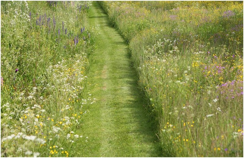 Long Grass