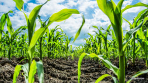 Young Green Corn Plants