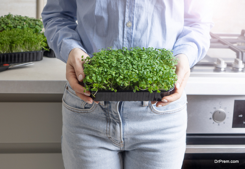 A Step-By-Step Guide for Growing Microgreens at Home