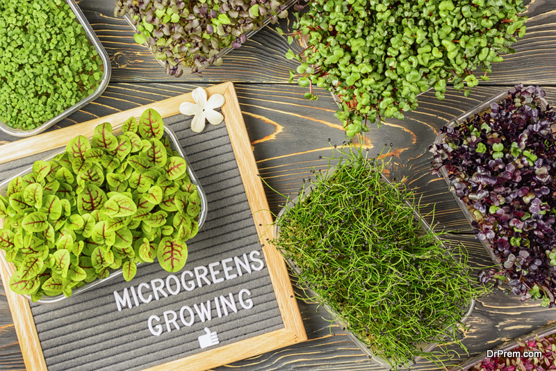 Guide for Growing Microgreens at Home