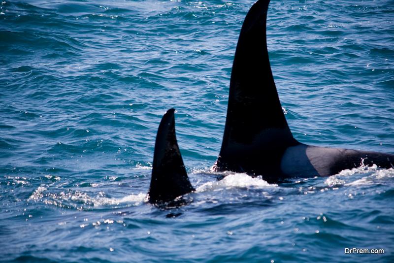 4 Things You Can Do to Protect Orca Whales