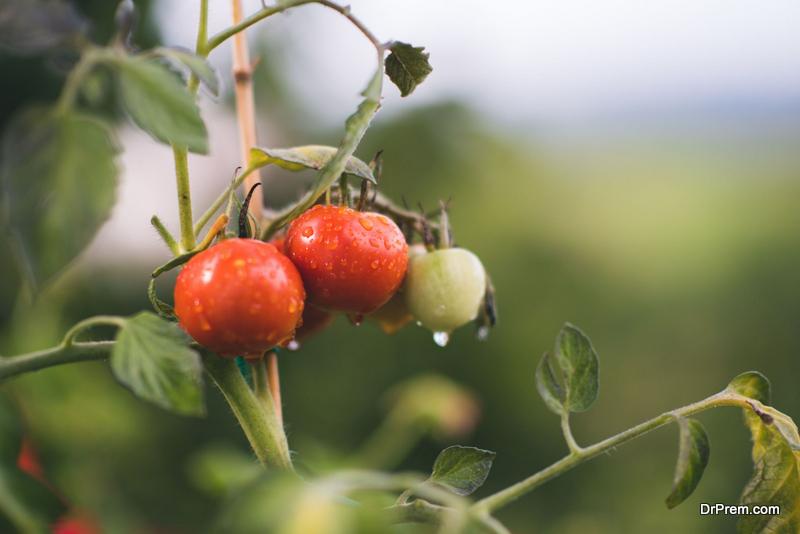 Vine Connoisseur John Gulius Relishes the Richness of Organic Tomatoes